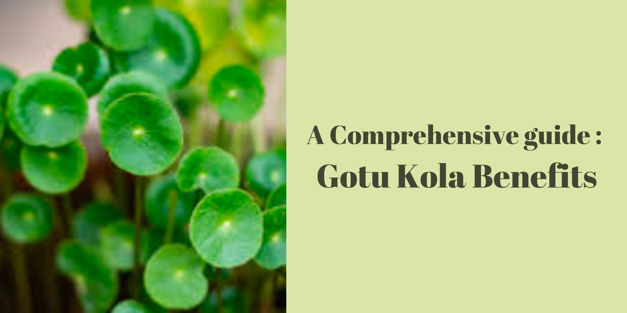 A Comprehensive Guide: Gotu Kola Benefits